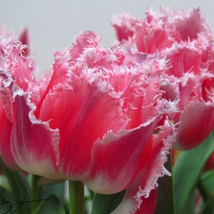 Flower Digital Print Instant Download Dutch Tulips