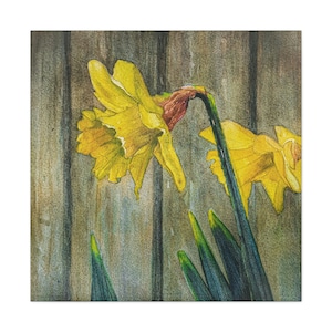 daffodils, yellow, fence, flower, watercolor, painting, wall decor, interior, art, print, original, rustic, Canvas Gallery Wraps