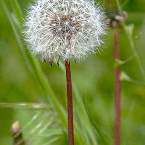 digital art, bookmark, garden dandelion, flora, meadow, field, garden, wildflower
