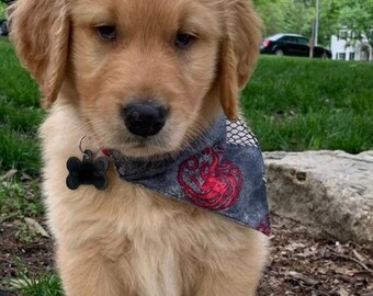 house stark dog bandana