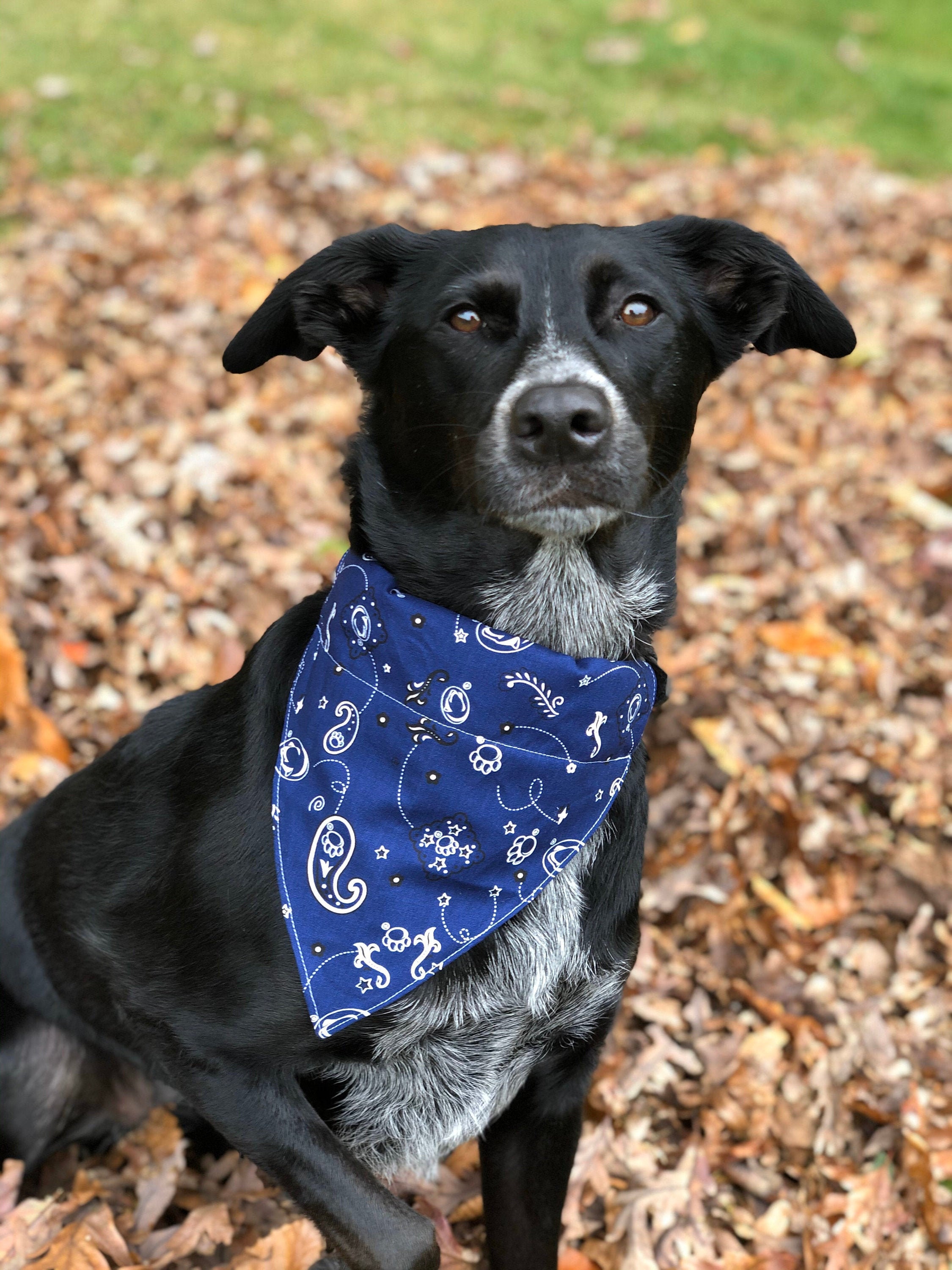 penn state cat collar
