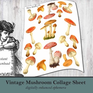 Vintage Mushroom Collage Sheet, PNG, scrapbooking, mushroom decal, botanical illustrations, INSTANT DOWNLOAD