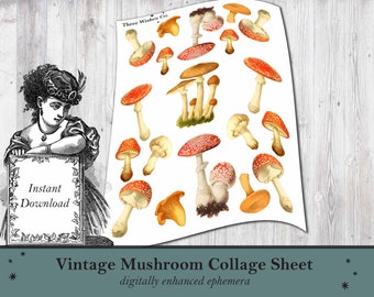 Vintage Mushroom Collage Sheet, PNG, scrapbooking, mushroom decal, botanical illustrations, INSTANT DOWNLOAD