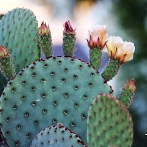 Prickly Pear