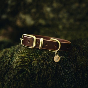 Conker Brown - Leather Dog Collar with Solid Brass Hardware