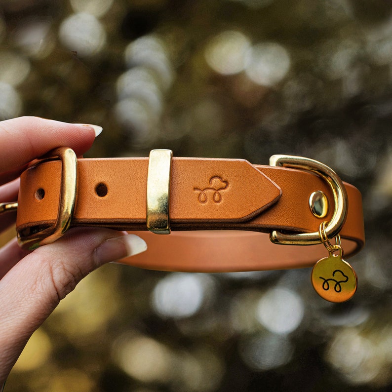 Raw Sienna Leather dog collar with solid brass hardware Pet Collars