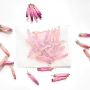 Confezione regalo 30 fiori di Veronica rosa in una busta di pergamena Fiori secchi Imbuto Scrapbooking Biglietti Decorazione Saponi Candele