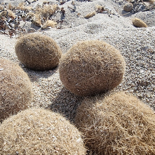 Seegrasbälle, Poseidon Seegras, Posidonia Oceanica Faserbälle, Algenbälle Mediterranes Strandgut, Maritime Bad Couchtisch Deko, DIY Basteln