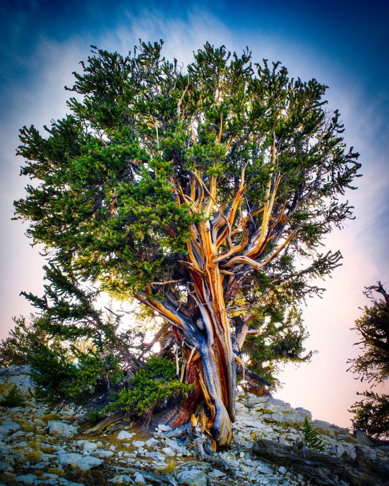 Bristlecone Pine At Sunset Photo Print California 2007 image 1