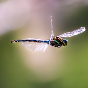 Art mural imprimable libellule en vol