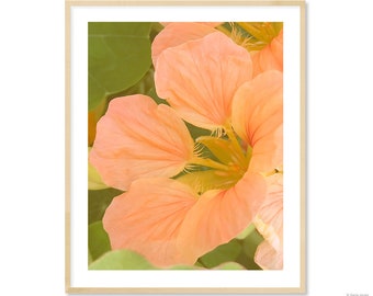 DELICATE NASTURTIUM CLOSEUP  #1 Fine Art Print  Pastel Coral Flower, soft green leafs, for bathroom, kitchen, bedroom, poolside cabana decor