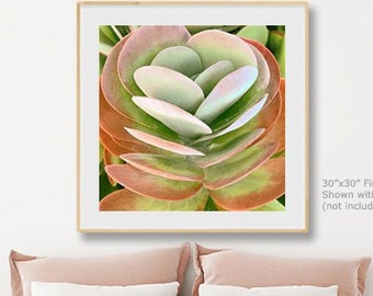 SUCCULENT FINE ART Photograph 2, pastel pinks & minty greens, abstract Aeonium Urbicum, Modern Wall Décor, Botanical Art, Boho Décor