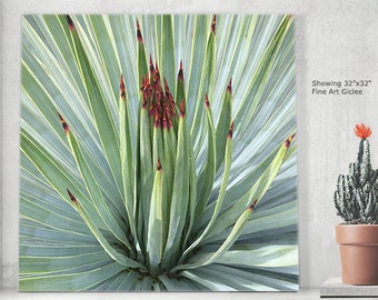 YUCCA SPREADING LEAVES.  A Fine Art Photograph,  Abstract Succulent, Graphic, Symmetrical Pattern, Modern Décor, Botanical Art, Boho Décor