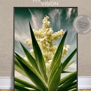 SPANISH DAGGER in Bloom Photograph, Fine Art Photograph, Yucca Faxoniana, Soft Yellows, Greens and Blues, Cactus Garden, Strong Graphic Look image 1