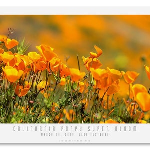 CALIFORNIA SUPER BLOOM #3.  California Poppies, Fine Art Photograph, Modern Wall Décor, Kitchen Décor, Bath Décor.