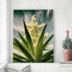 SPANISH DAGGER in Bloom Photograph, Fine Art Photograph, Yucca Faxoniana, Soft Yellows, Greens and Blues, Cactus Garden, Strong Graphic Look image 3