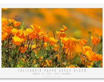 CALIFORNIA SUPER BLOOM #3.  California Poppies, Fine Art Photograph, Modern Wall Décor, Kitchen Décor, Bath Décor.