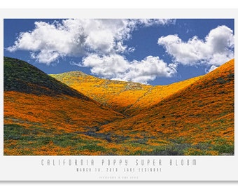 CALIFORNIA SUPER BLOOM #1.  California Poppies, Fine Art Photograph, Modern Wall Décor, Kitchen Décor, Bath Décor.