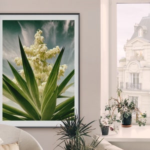 SPANISH DAGGER in Bloom Photograph, Fine Art Photograph, Yucca Faxoniana, Soft Yellows, Greens and Blues, Cactus Garden, Strong Graphic Look image 4