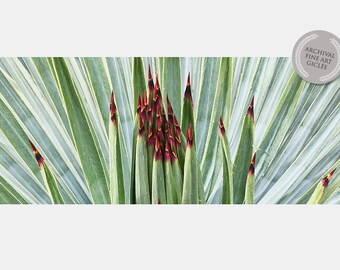 YUCCA SPREADING CLOSEUP in Southern  California mountains. Fine Art Photograph, Desertscape Photos, Cactus Photography, Plant Life Photos,