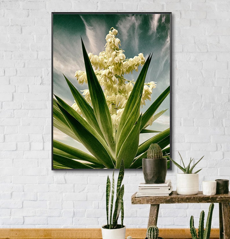 SPANISH DAGGER in Bloom Photograph, Fine Art Photograph, Yucca Faxoniana, Soft Yellows, Greens and Blues, Cactus Garden, Strong Graphic Look image 2