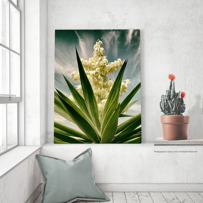 SPANISH DAGGER in Bloom Photograph, Fine Art Photograph, Yucca Faxoniana, Soft Yellows, Greens and Blues, Cactus Garden, Strong Graphic Look image 3