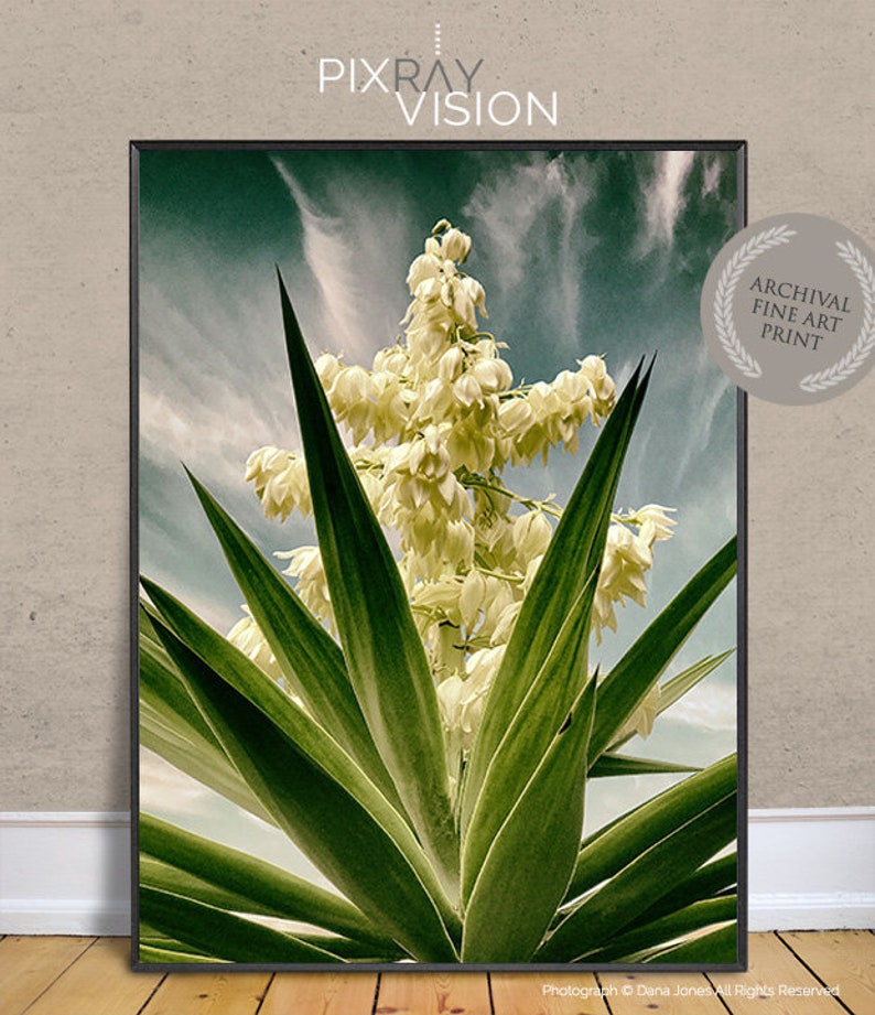 SPANISH DAGGER in Bloom Photograph, Fine Art Photograph, Yucca Faxoniana, Soft Yellows, Greens and Blues, Cactus Garden, Strong Graphic Look image 1