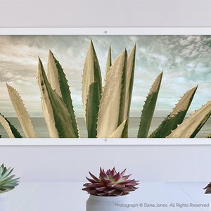 AGAVE AMERICANA CACTUS 2 along Pacific Ocean in California. Desertscape Photos, Seascape Photography, Panorama Photography image 5