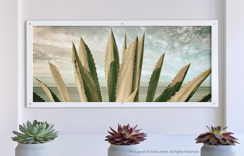 AGAVE AMERICANA CACTUS 2 along Pacific Ocean in California. Desertscape Photos, Seascape Photography, Panorama Photography image 5