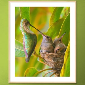 HUMMINGBIRDS BABIES being FED Mother Anna&#39;s Hummingbird feeding chicks day before flying away