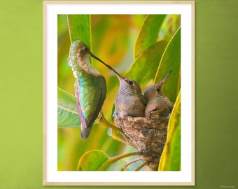 HUMMINGBIRDS BABIES being FED Mother Anna's Hummingbird feeding chicks day before flying away