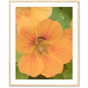 DELICATE NASTURTIUM CLOSEUP  #2 Fine Art Print  Pastel yellow-orange soft green leafs, for bathroom, kitchen, bedroom, poolside cabana decor