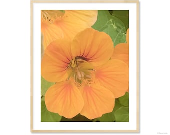 DELICATE NASTURTIUM CLOSEUP  #2 Fine Art Print  Pastel yellow-orange soft green leafs, for bathroom, kitchen, bedroom, poolside cabana decor