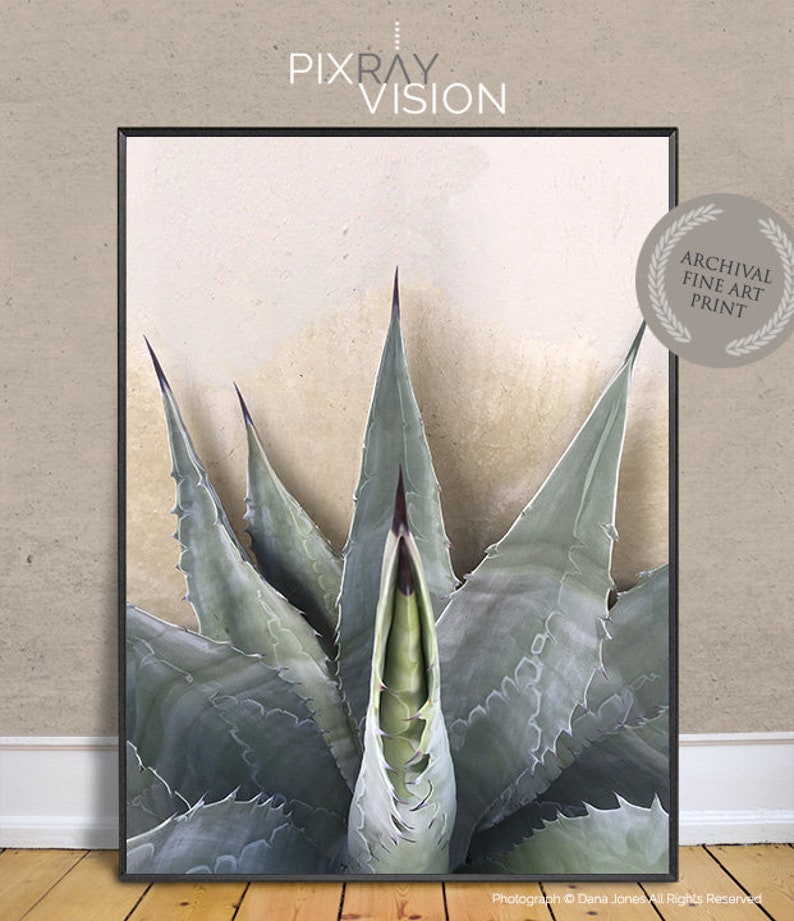 GRAPHIC AGAVE AMERICANA. A Fine Art Cactus Photograph, Sage Silver, Beige, Cactus, Modern Wall Décor, Botanical Art, Boho Décor image 1