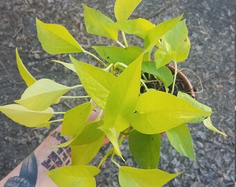 Epipremnum Aureum Etsy - neon pothos epipremnum aureum rooted houseplant
