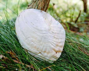 Large mother of pearl shell with pearls