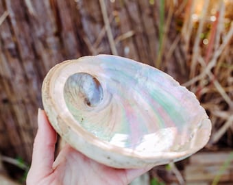 Große Abalone Muschel Regenbogenfarben