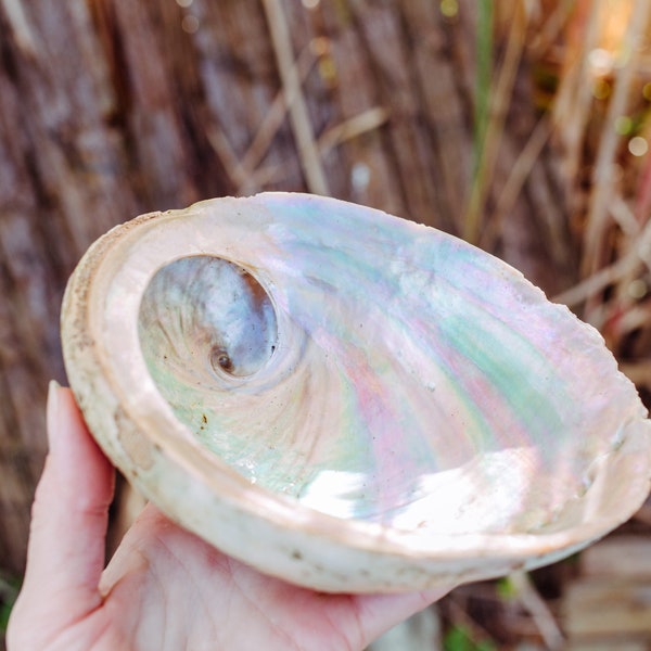 Große Abalone Muschel Regenbogenfarben