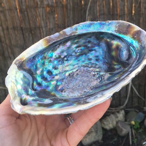 Könnte beinhalten: Eine große, irisierende Abalone-Schale mit einem blauen, grünen und violetten Farbmuster. Die Schale ist glatt und hat eine leichte Wölbung.