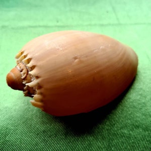 Puede incluir: Una concha de color marrón claro con un borde texturizado y festoneado. La concha es lisa y tiene un ligero brillo.