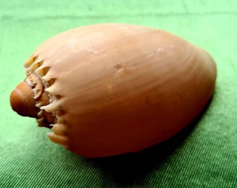 Bailer Schelpen, meloen, altaarstuk, zeeheks, natuurlijk curiosa, woondecoratie, badkamerdecor, heidens, wicca, hekserij