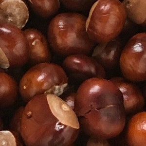 May include: A close-up of a pile of brown conkers, also known as horse chestnuts.