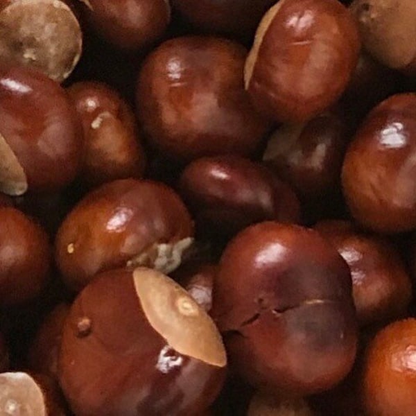 Rosskastanien Buckeyes Getrocknete Kastanien, Glück, Erfolg, Spinnen Repellant, Hexerei, Pagan, Wicca, Zauber, Rituale, Naturseife