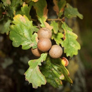 5 Oak Galls Or Apples, Knopper Oak Galls, For Charms, Ink, Natural Dye, Witch, Druid, Pagan Wiccan, Witchcraft