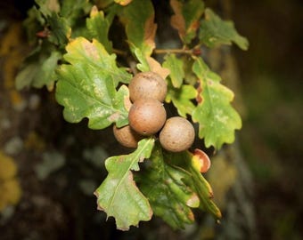 6 Oak Galls Or Apples, Knopper Oak Galls, For Charms, Ink, Natural Dye, Witch, Druid, Pagan Wiccan, Witchcraft