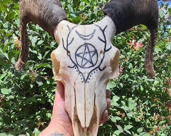 Real Rams Skull Altar Skull Hand Painted Sheeps Skull, Bone Altar Piece, Witchcraft, Pagan, Witch, Hoodoo, Wiccan, Taxidermy