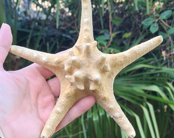 Groot altaarstuk met gedroogde echte zeester, zeeheks, natuurlijk curiosa, woondecoratie, badkamerdecor, heidens, wicca, hekserij