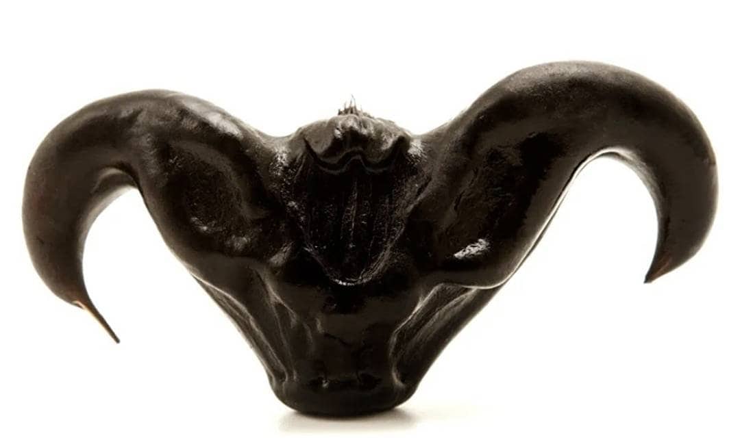 Trapa bicornis aka Water Caltrop For Protection, Dried Herb, Rituals, Pagan, Wiccan, Witchcraft, Witch, Incense, Crafts, Apothecary