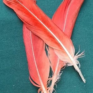 Natural Red Tail Feathers Naturally Source From My African Grey Parrot, Witch, Witchcraft, Pagan, Wiccan, Hoodoo, Voodoo