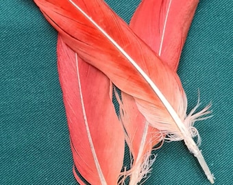Natural Red Tail Feathers Naturally Source From My African Grey Parrot, Witch, Witchcraft, Pagan, Wiccan, Hoodoo, Voodoo